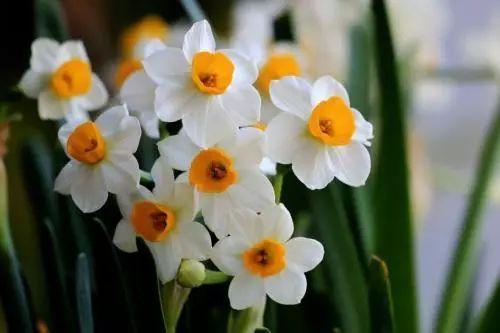 抖音爆料娱乐圈水仙花,揭秘明星自恋背后的真相 第3张 抖音爆料娱乐圈水仙花,揭秘明星自恋背后的真相 第3张